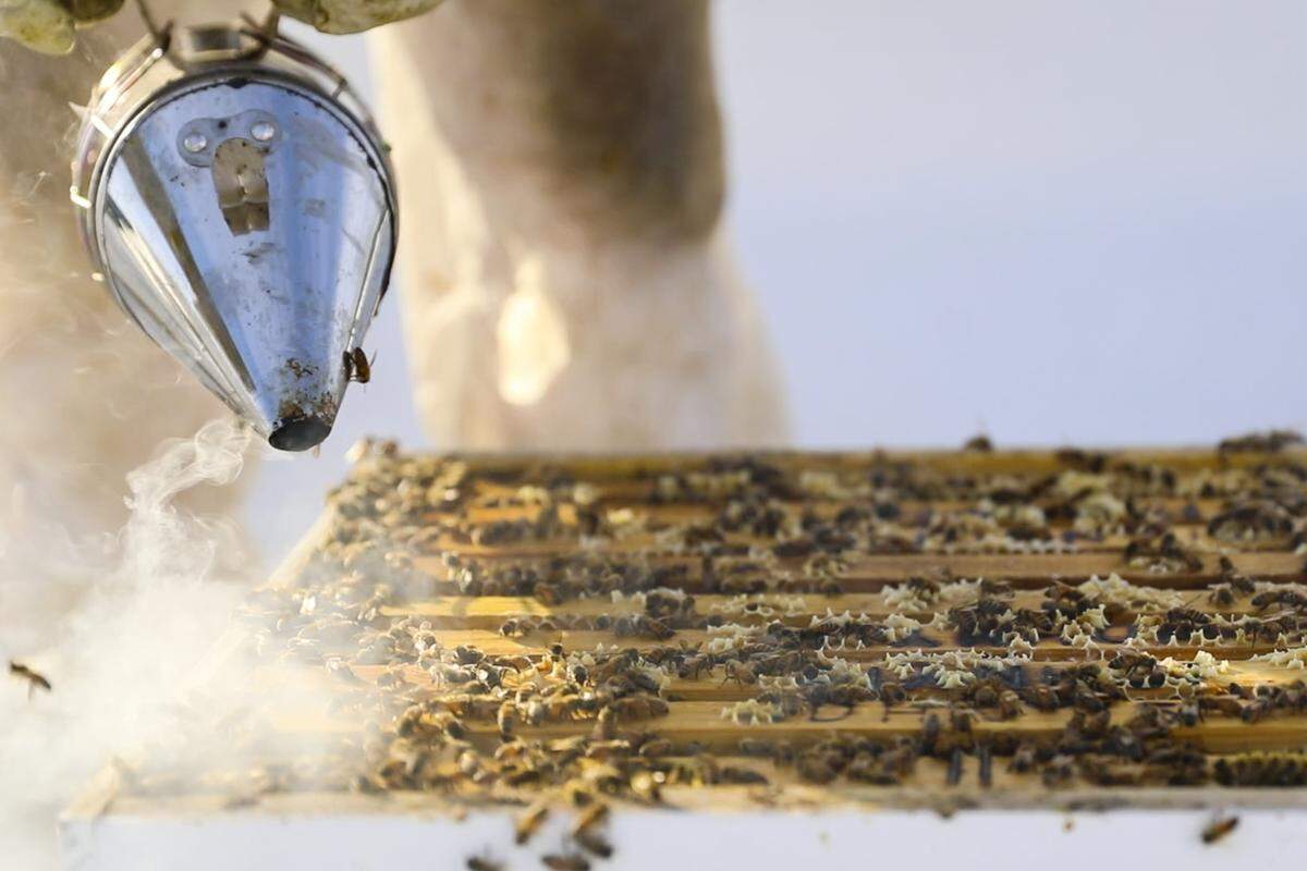 Patti Matthews, a co-owner of Matthews Family Farms, smokes bees to calm them and get them ready to move to another box on the roof of Whole Foods Market’s Downtown Boise store July 6. Idaho beekeepers lost a fourth of their bees last winter.