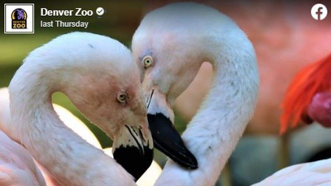 A Denver Zoo post on Facebook celebrating Pride that mentioned the break-up of two male flamingos had fans demanding answers.