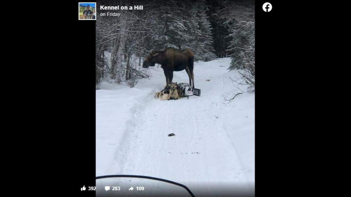 Bridgett Watkins says a bull moose attacked her dog sled team for more than an hour after they ran into it on a training run in Alaska.