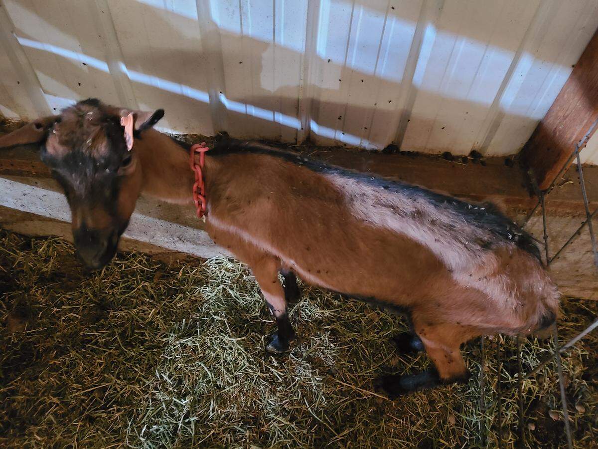 This female goat, pictured in a pen at Grand Barr Dairy in Nyssa, Oregon, was euthanized at Oregon State University after veterinarians determined she had incurable Johne’s disease and other health issues. The goat, which was named Barbara by a PETA undercover investigator, was taken to OSU by the investigator, who purchased her from the dairy owner, according to an affidavit.