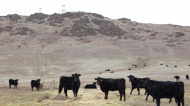 Cattle ‘suffered’ after being shot, left to die on Idaho rangeland, police say