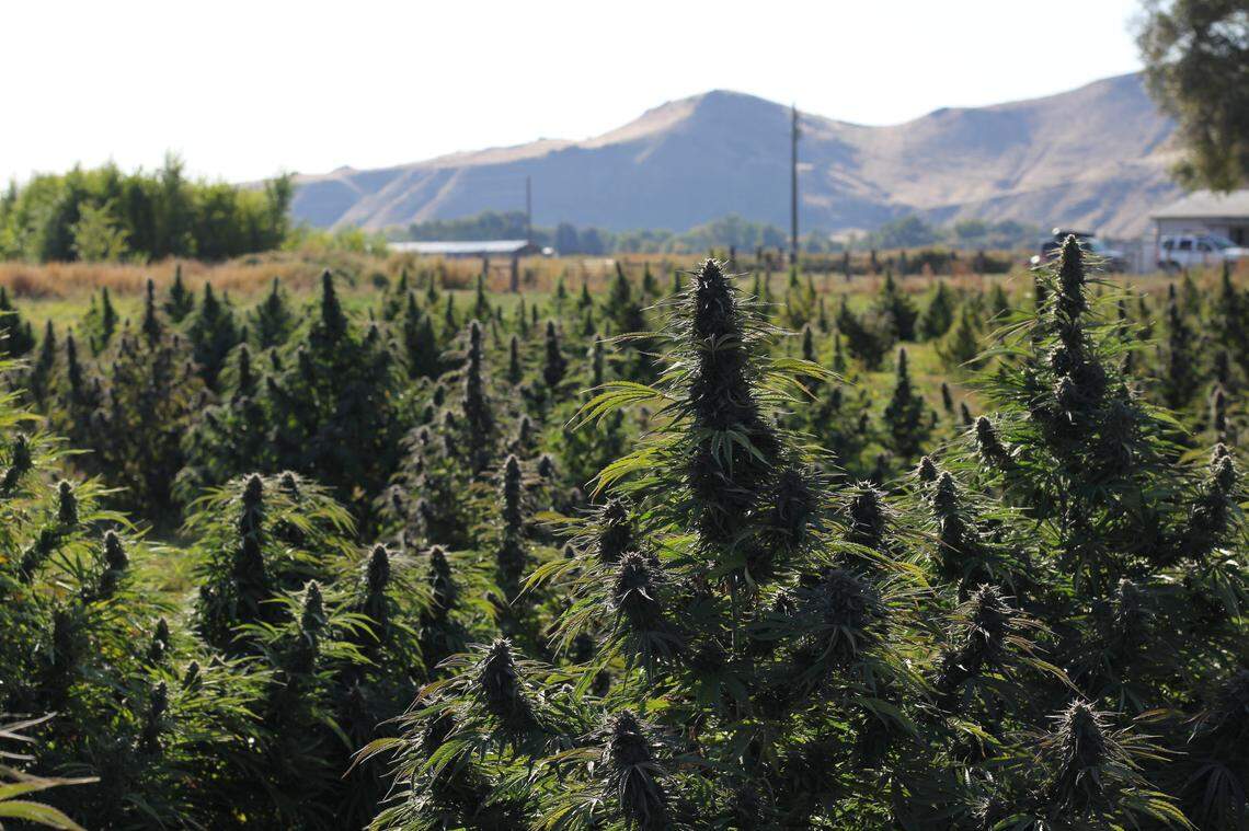 The Fletchers have a 30-acre farm in Vale, OR that the commute to from Boise, ID.