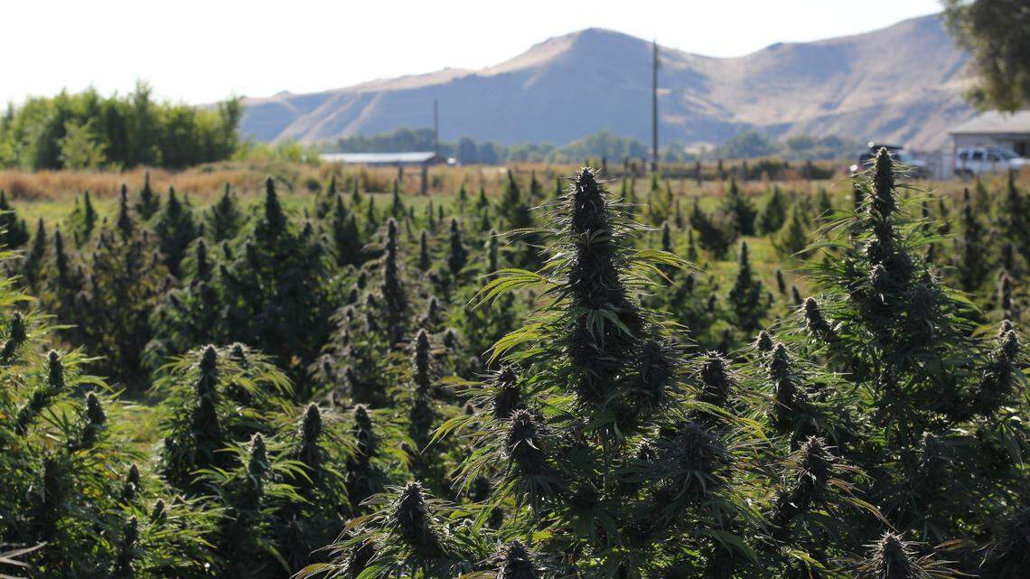 A Boise family owns this 30-acre farm in Vale, Oregon, where hemp is cultivated. Idaho farmers have been fighting to grow the plant since the 2018 farm bill legalized it.