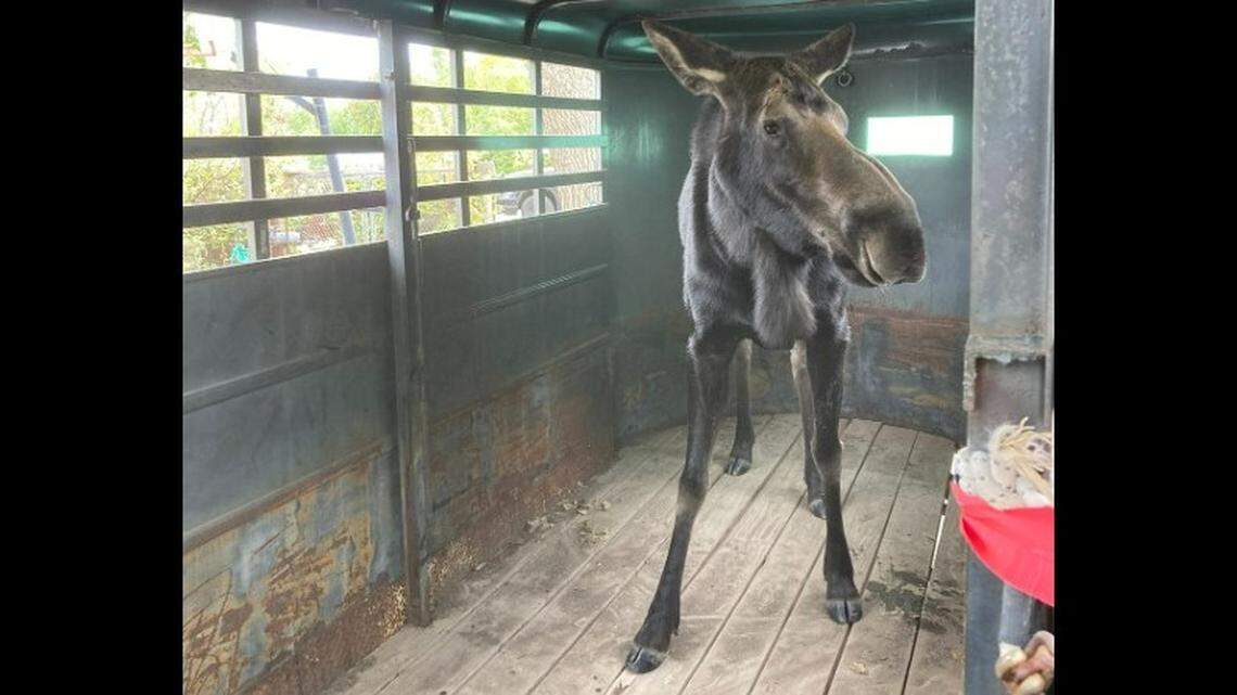 Wildlife officers in Colorado relocated a 700-pound moose found in a Strasburg back yard, Colorado officials say.