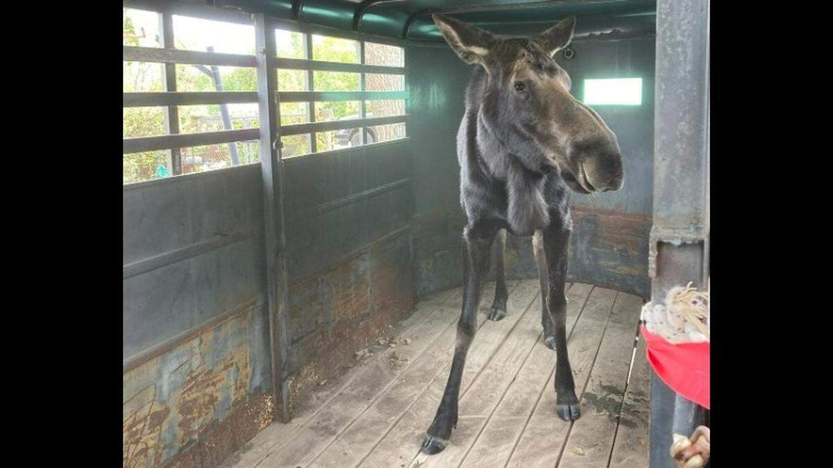Wildlife officers in Colorado relocated a 700-pound moose found in a Strasburg back yard, Colorado officials say.
