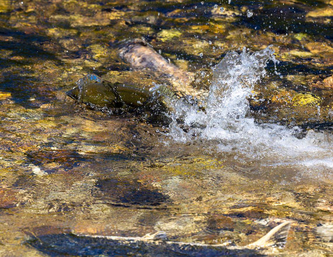 A pair of Chinook salmon spawn in a tributary of the Salmon River north of McCall in the Payette National Forest.