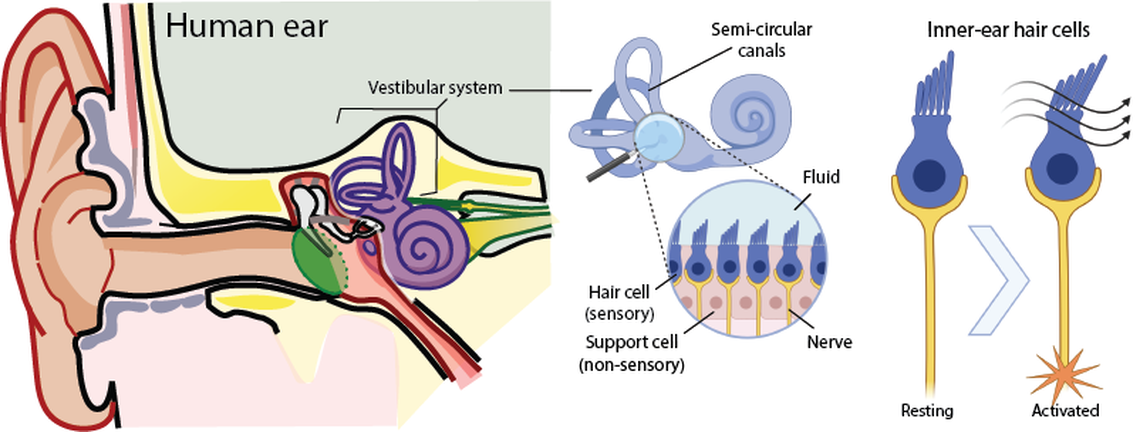 The structures that detect motion and balance in our bodies are embedded in our inner ear. The vestibular system is formed by hollow bone structures filled with a jelly-like fluid, called semicircular canals. At their base, lots of tiny hair cells wait for any movement in the fluid to start firing electrical signals to the brain.