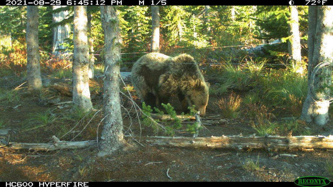 Study: Wildlife are more sensitive to humans than we thought. How does that affect trails?