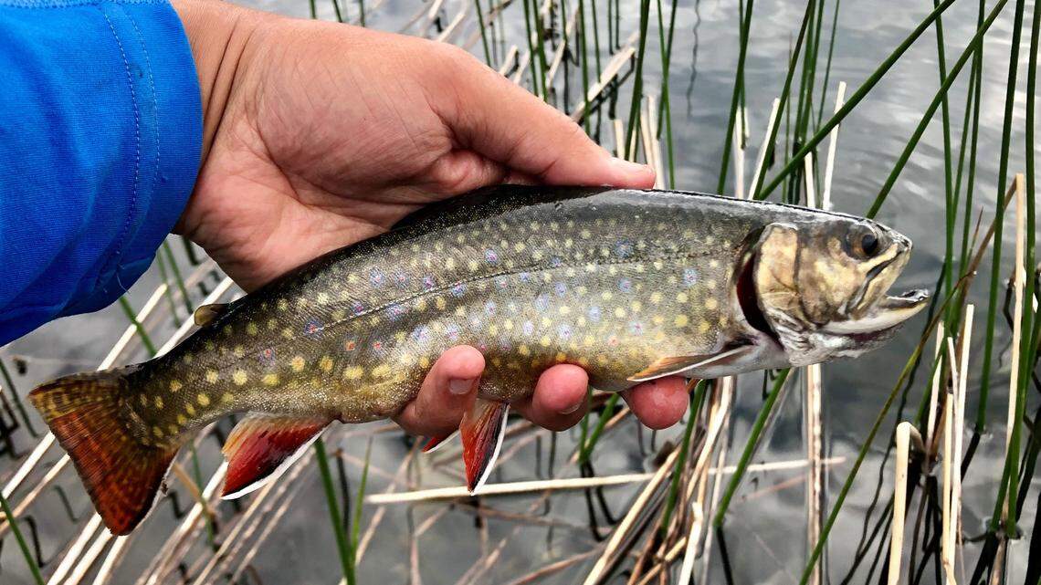 Learn to catch fish like this brook trout during Jordan Rodriguez’s Learn to Fly fly-fishing class.