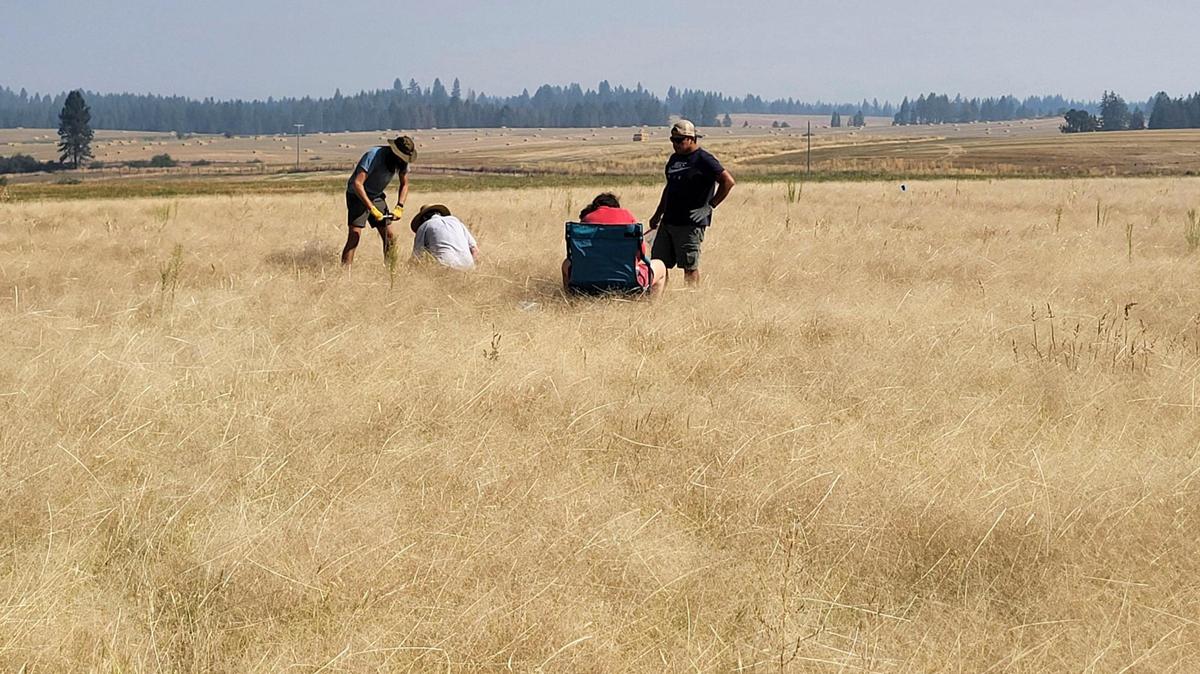 The FIERCE team collects initial soil samples in a field before implementing climate-smart agricultural techniques, determined in collaboration with the Nez Perce Tribe and a local farmer.