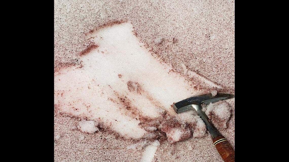 Pink snow? Yellowstone visitors could see ‘colorful patches’ on the snow’s surface