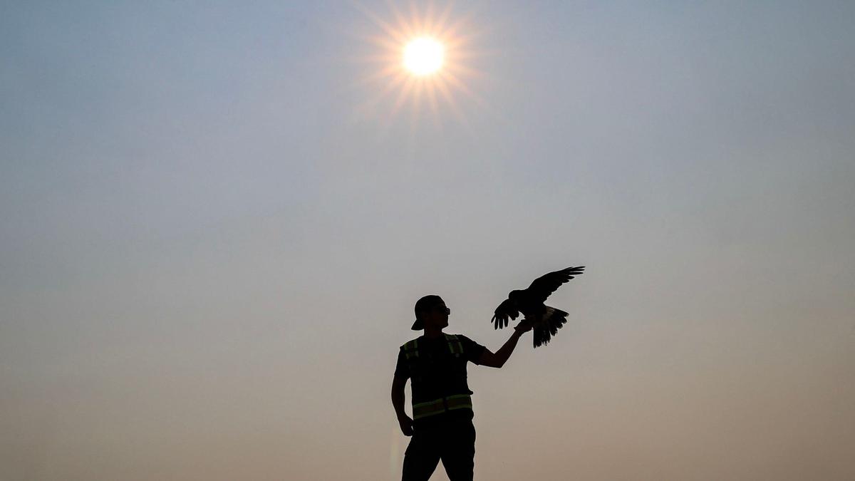 Joseph Pravongviengkham holds a Harris’s hawk named Nezzy at the Ada County Landfill. Less than two months ago, the skies swarmed with thousands of seagulls. Landfill officials contracted The Hawk Proz to use its falcons and hawks to scare off the gulls.
