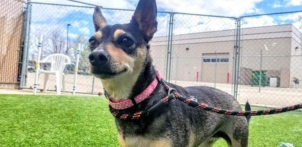 Mimi the dog is available for adoption at the Meridian Canine Rescue.