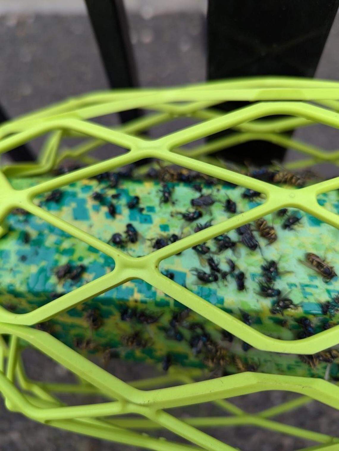 Houseflies and stable flies coming from a farm can carry pathogens like E. coli in higher concentrations than manure.