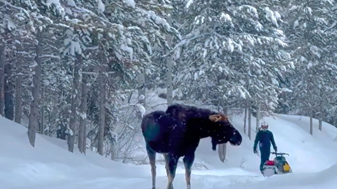 A family says they were “humbled” by a frightening encounter with a moose while snowmobiling in eastern Idaho. 