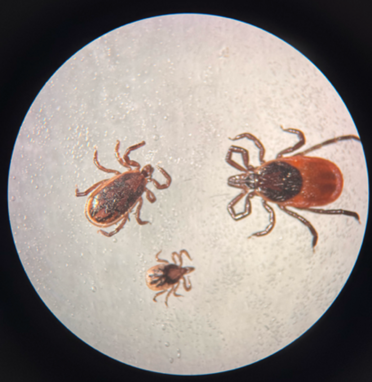Life stages of western blacklegged ticks. Top left is an adult male, top right is an adult female, and the bottom is a nymph.