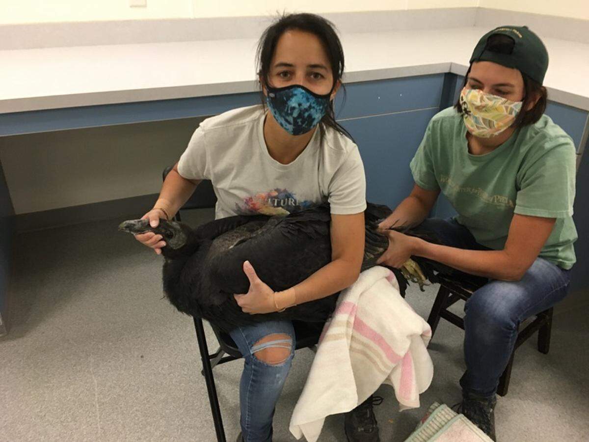 Peregrine Fund propagation experts Carolina Granthon and Chelsea Haitz prepare a young California Condor for tagging.