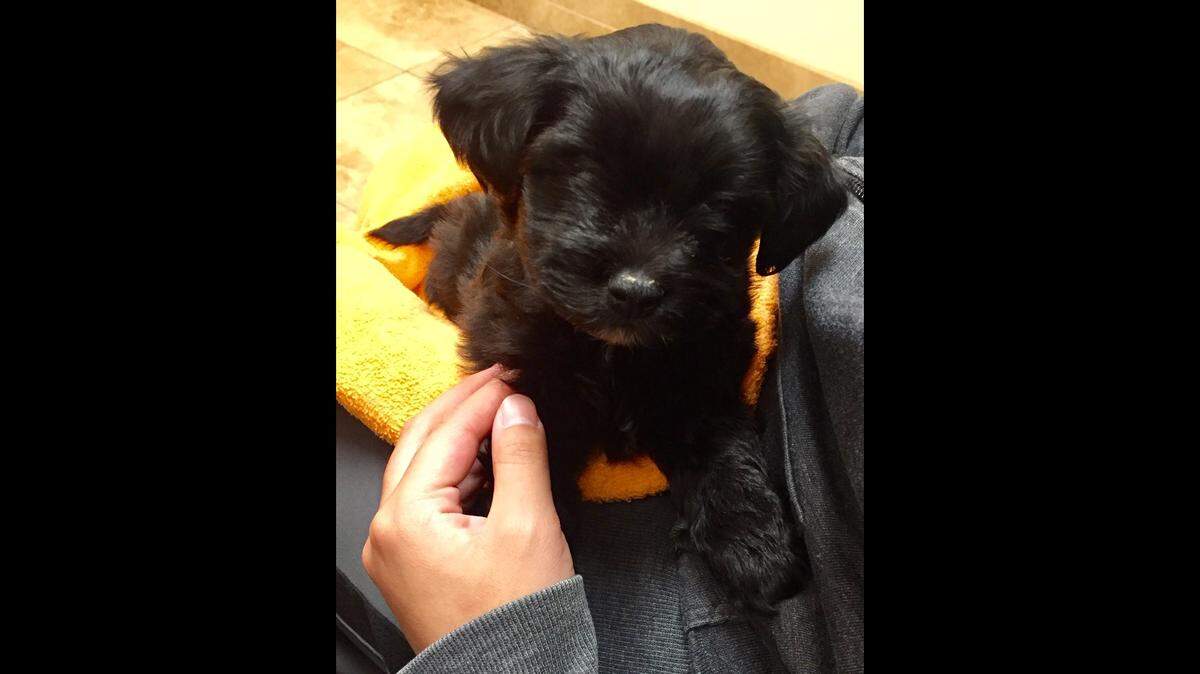 Bear, a “shorkie poo” puppy, was diagnosed with parvovirus two days after the Williams family bought him from Surf’s Up Puppy Shack in Meridian. The highly contagious illness that afflicted two other puppies from the same store.