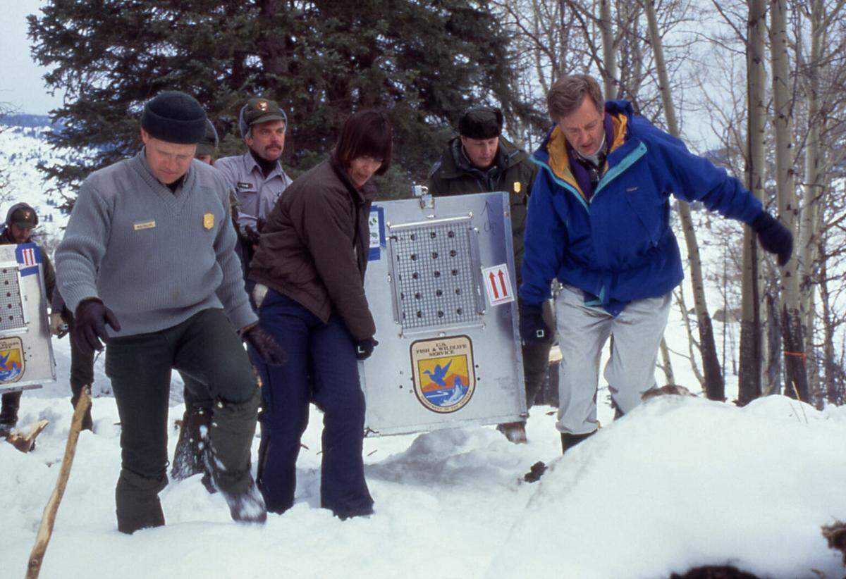 Mike Phillips, Jim Evanoff, U.S. Fish and Wildlife Services Director Mollie Beattie, Yellowstone National Park Superintendent Mike Finley and U.S. Secretary of Interior Bruce Babbitt carry the first crate with a wolf in it to the Crystal Bench Pen in Yellowstone National Park in January 1995.