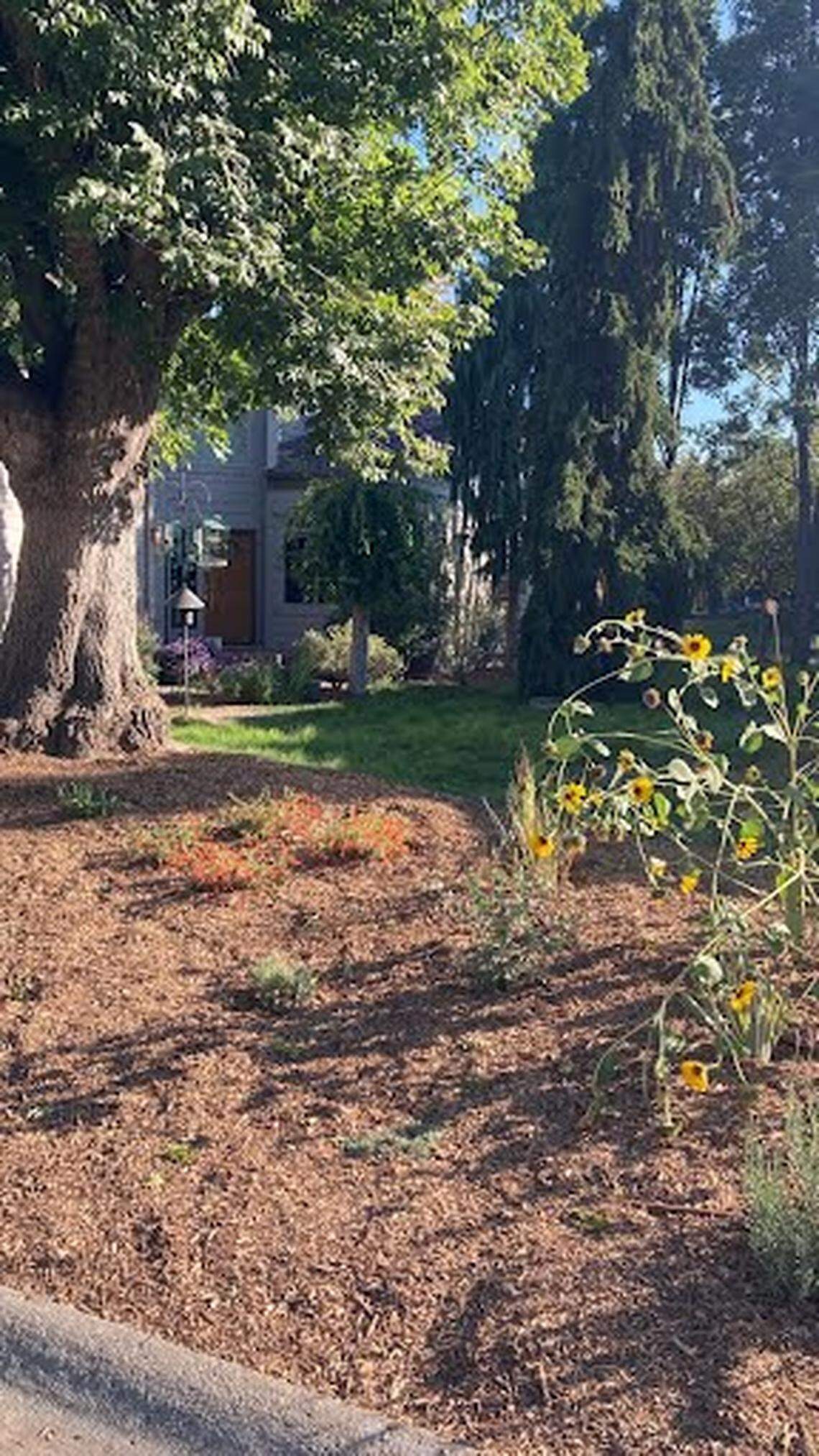 The Townhouses at Plantation homeowners association is transitioning much of what was previously grass lawn to drought-tolerant native species.