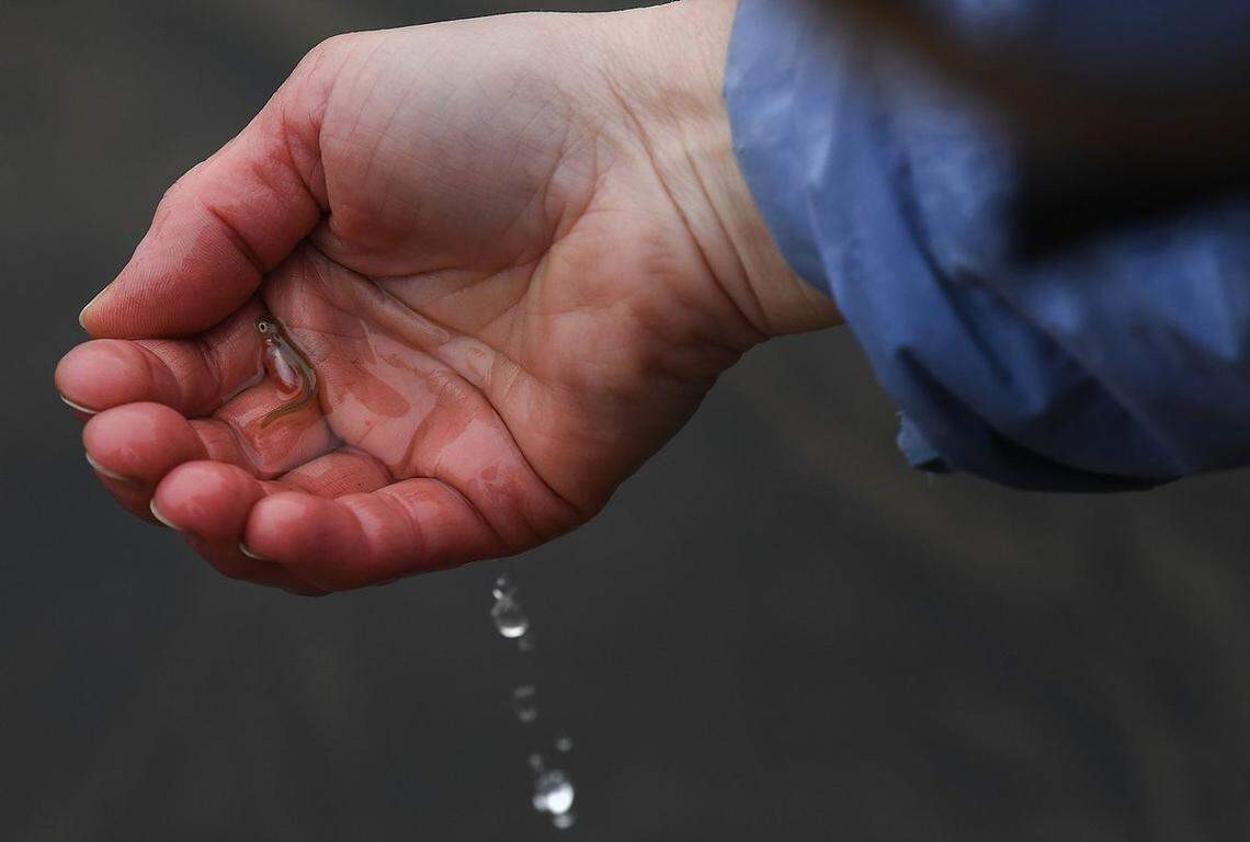 Tamara Knudson project manager for Lake Roosevelt fisheries evaluation program holds what is possibly the second Chinook Salmon alevin found in Tshimakain Creek on Wednesday, March 24, 2021, near Wellpinit, Washington.