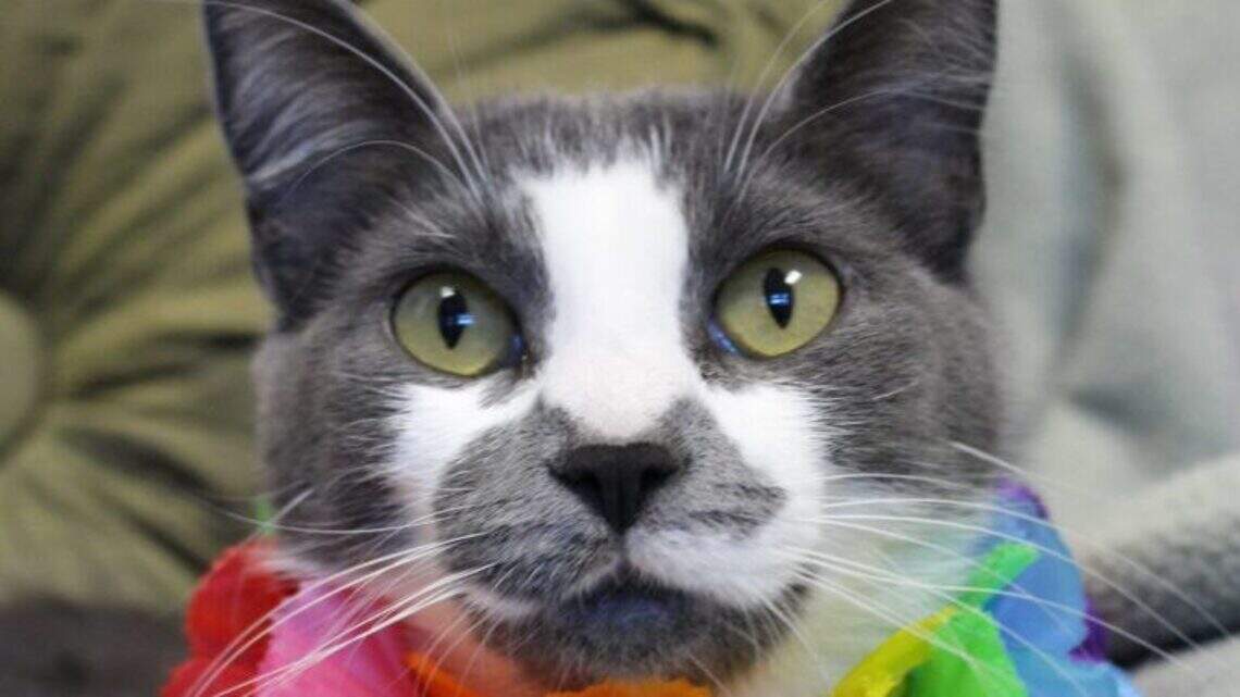 Ada County Pet of the Week: Cheryl