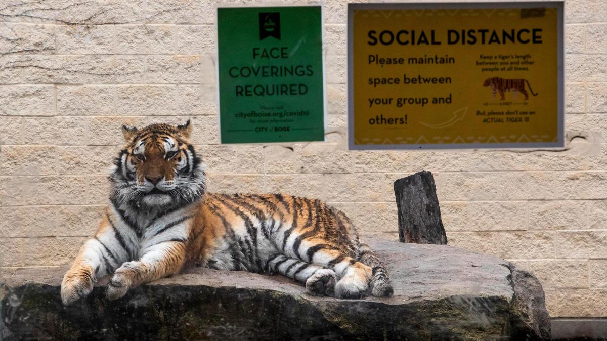Diana, a Amur Tiger at Zoo Boise, stays safely behind glass in her open enclosure. Zoo patrons are asked to wear protective masks and practice social distancing while visiting Diana and other animals during the coronavirus pandemic.