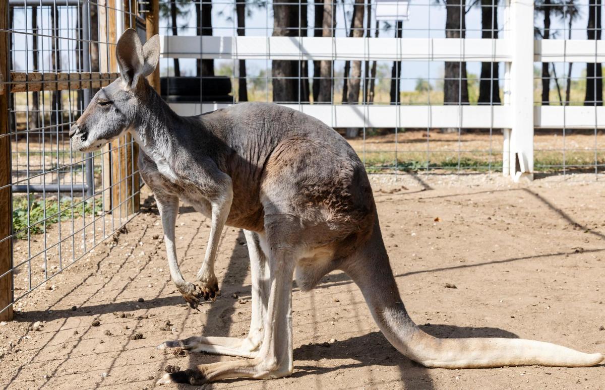 This kangaroo is one of many animals at Back Forty Farms in rural Nampa. Owners Ron and Lisa Kern also have alpacas, cows, horses and goats, which are available for online sponsorship.