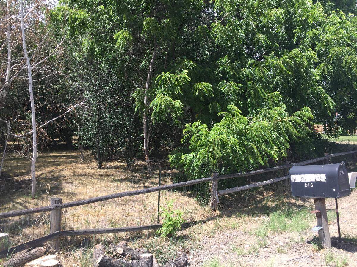 The Caldwell home on KCID Road, tucked behind these trees, is where authorities found three women dead in the summer of 2018. Police suspect Mike Bullinger of killing them and fleeing the scene. Bullinger and Cheryl Baker, his wife and one of the victims, bought the home in May 2017.
