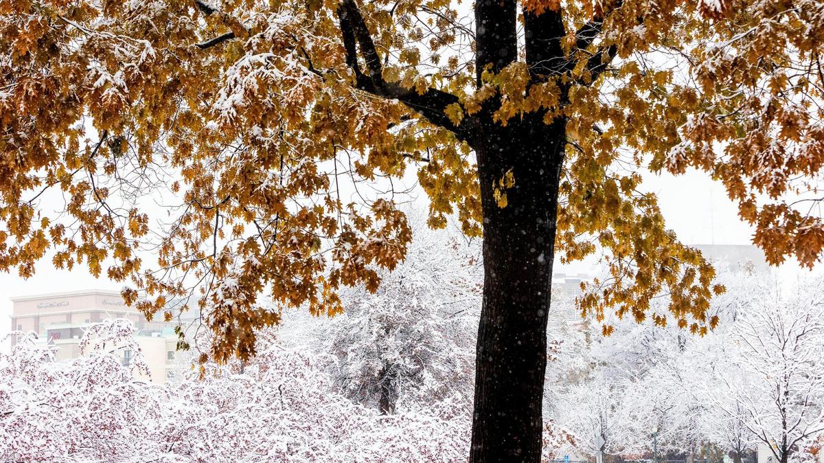 Coated in a blanket of snow, trees in Boise’s Julia Davis Park provide a winter wonderland canopy for passersby, Monday, Dec. 12, 2022.