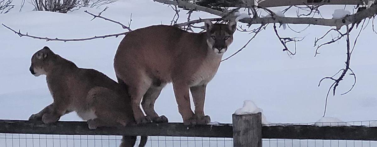 This March 2023 Idaho Department of Fish and Game photo shows a female mountain lion with a kitten perched on a fence in Blaine County.