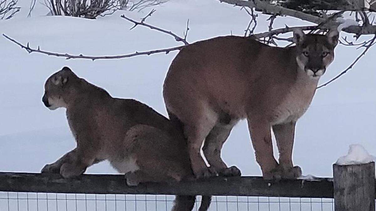 This March 2023 photo shows a female mountain lion with a kitten perched on a fence in the Heatherlands subdivision north of Hailey. A Fish and Game spokesperson said the animals pictured were not the ones trapped and killed in eastern Hailey.
