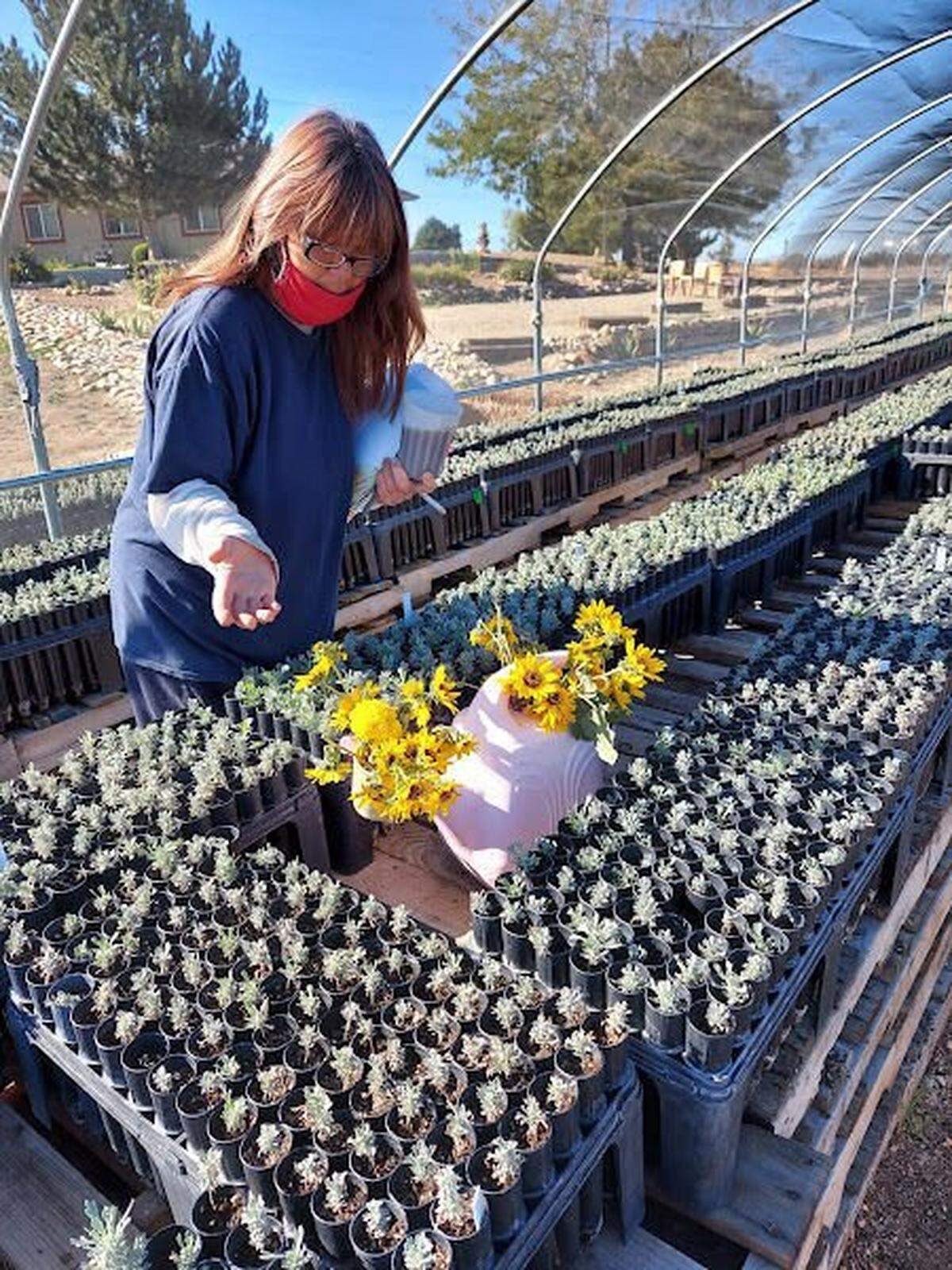 Lisa Wheeler takes care of sagebrush plants in the hoop house, at the South Boise Women’s Correctional Center near Kuna.