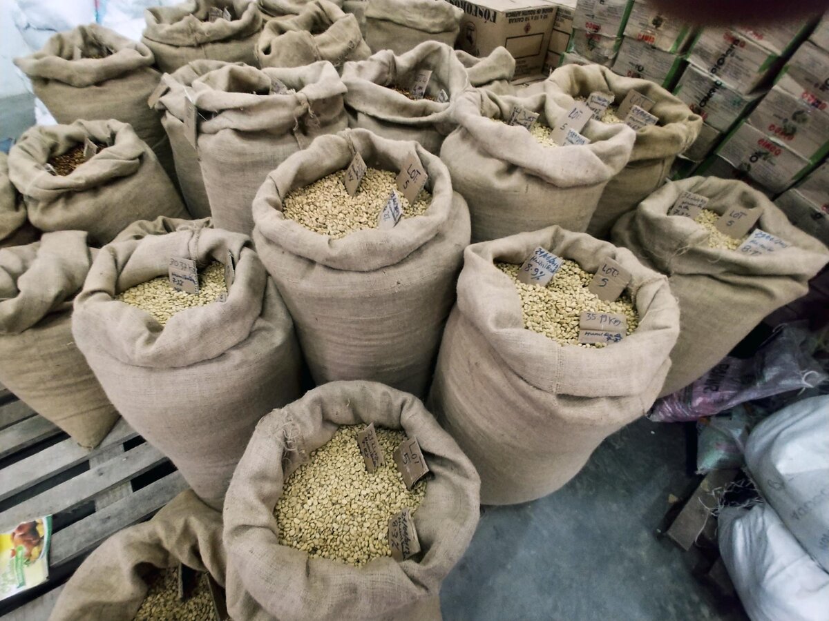 Coffee beans in the coffee plant on Mount Gorongosa near Gorongosa National Park in Mozambique