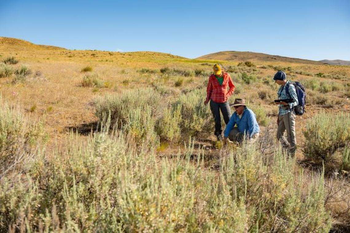 University of Idaho professor Tim Prather and graduate students take samples for a study on invasive annual grasses in sagebrush steppe at Rinker Rock Creek Ranch.
