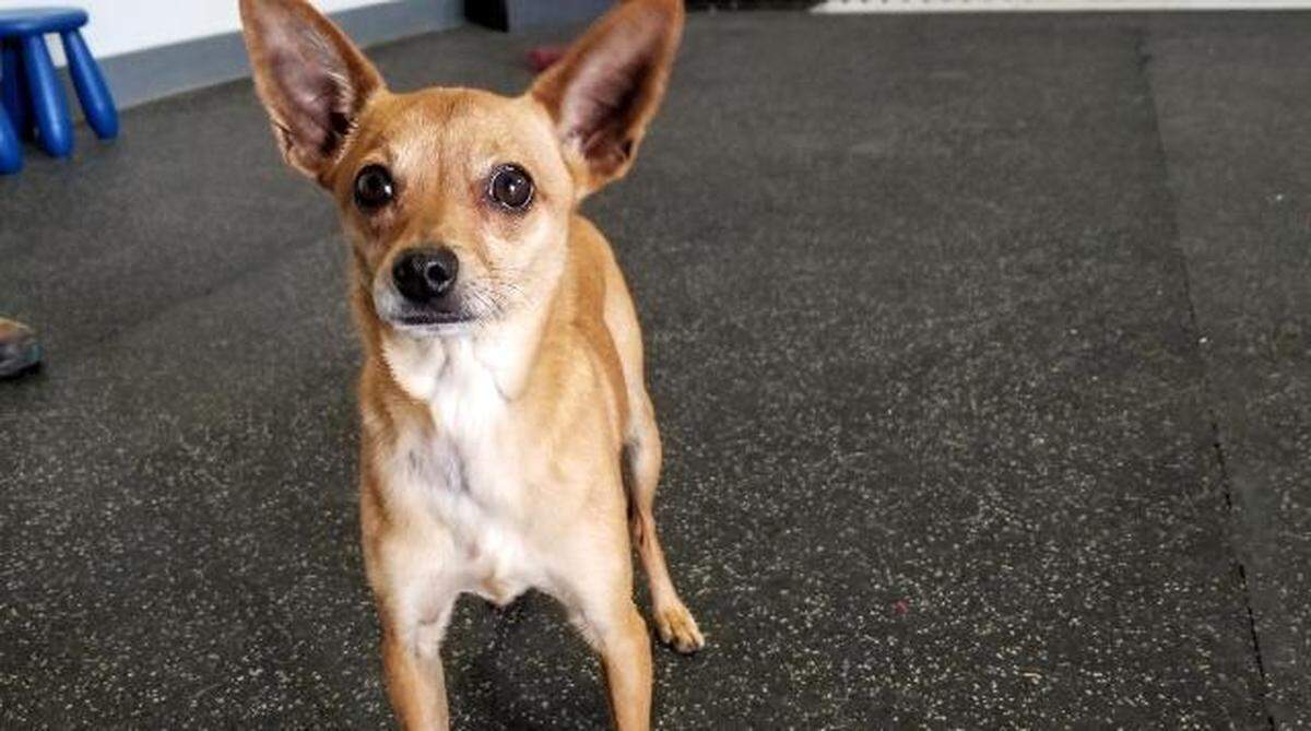 Nitro is available for adoption at the Meridian Canine Rescue.