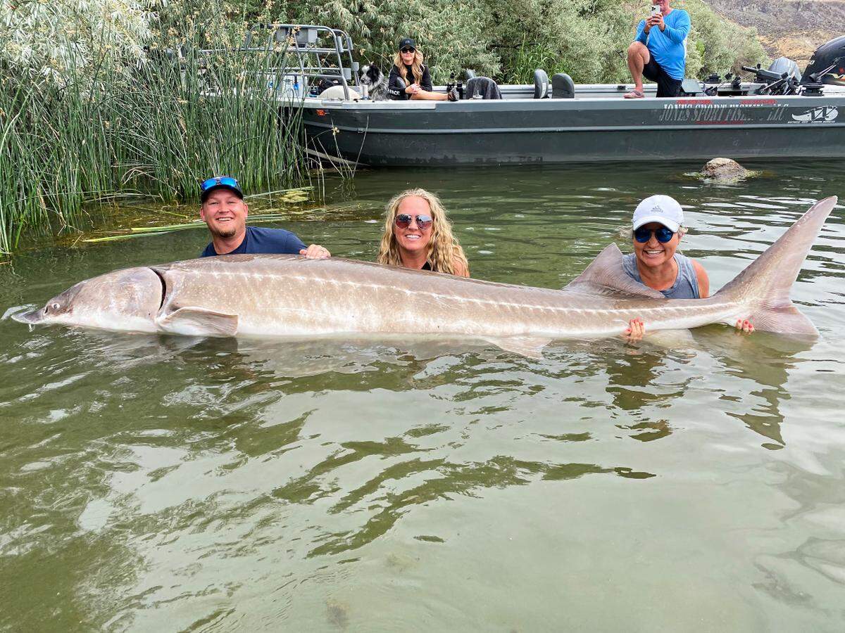 Greg and Angie Poulsen (left, middle) and Wendy Guess (right) of Eagle Mountain, Utah, hold a 124-inch white sturgeon from C.J. Strike Reservoir, clinching the current catch-and-release state record.