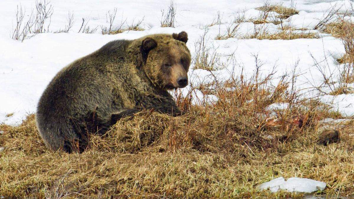 A grizzly bear in Yellowstone National Park guards a carcass at Blacktail Ponds in 2016. A proposal to reintroduce grizzlies in Central Idaho has been met with mixed reviews.