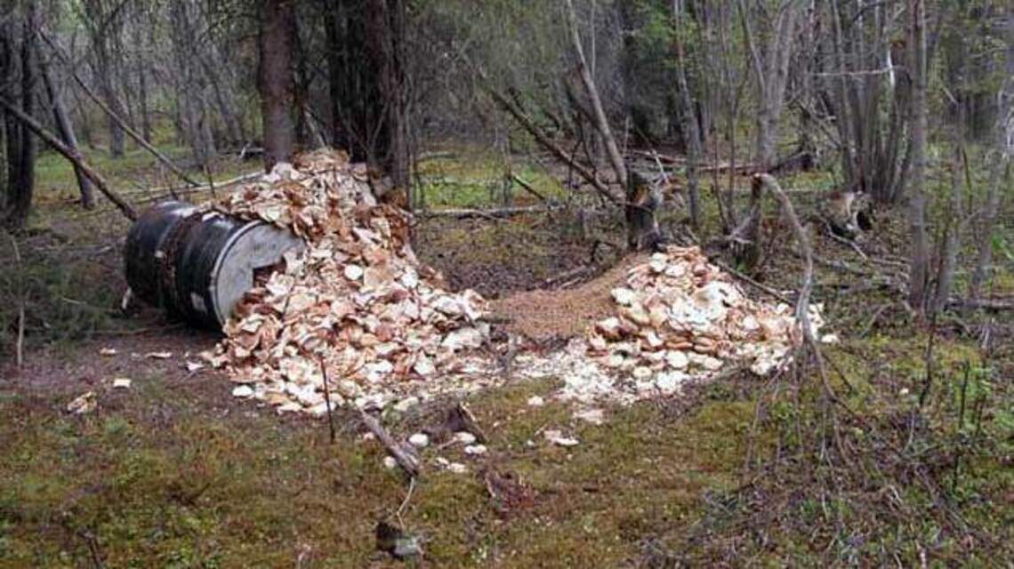 Wildlife groups look to ban baiting bears with ’100s of pounds of donuts,’ other food