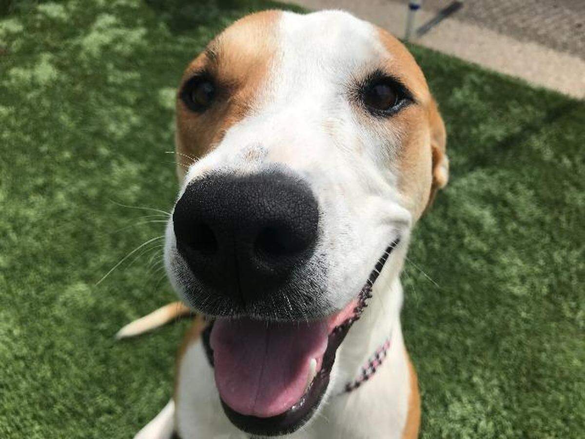 Allie the dog is available for adoption through the Meridian Canine Rescue. 