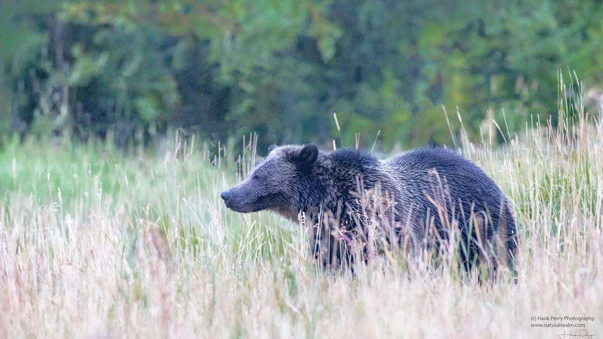 A grizzly moves through tall grass.