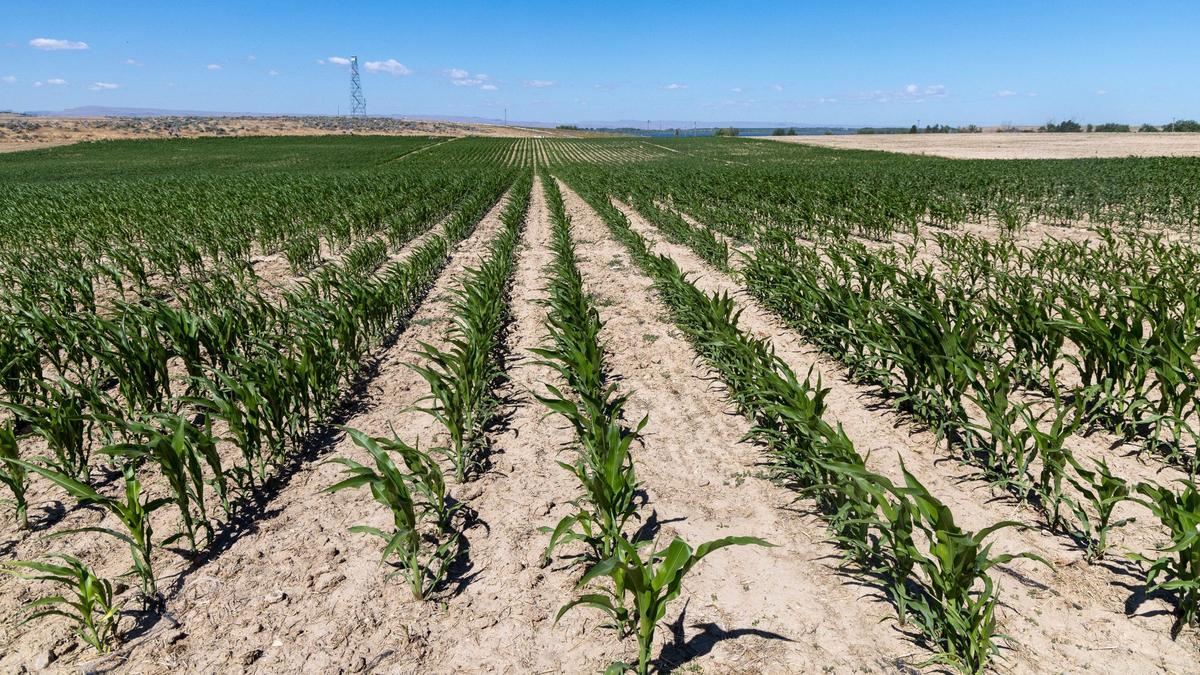 Canyon County south of Lake Lowell remains mostly farmland, like this cornfield photographed in 2024. 