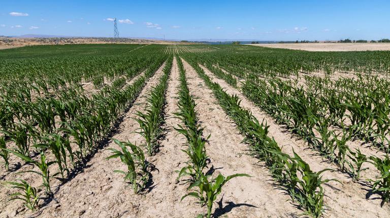 Idaho takes ‘timeout’ on Canyon County irrigation rights to study water table