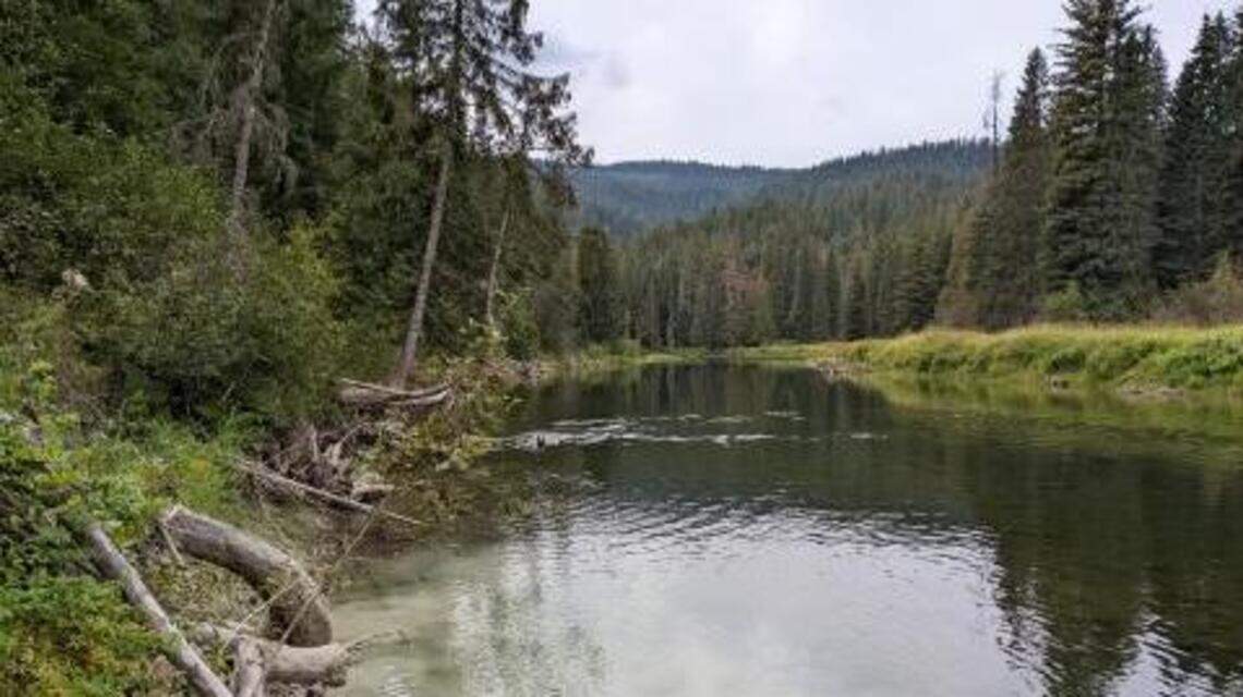 Experimental forest in Idaho can’t maintain all its science during Trump freeze
