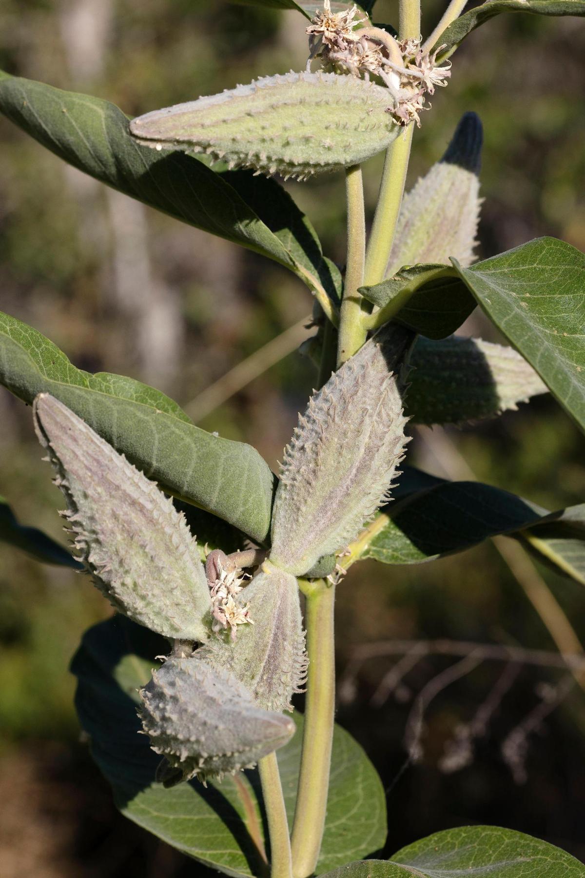 This milkweed plant, which has seed pods, was planted in 2018 and is being monitored by the Golden Eagle Audubon Society for the Boise River ReWild project. The project aims to restore native plants and wildlife habitat along the Boise River. Monarch butterfly caterpillars only eat milkweed, and the adult butterflies only lay their eggs on milkweed.
