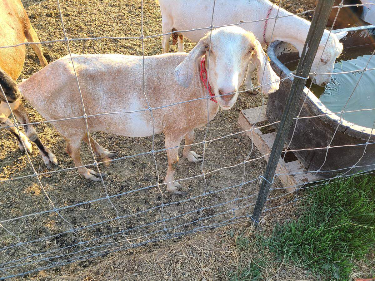 A female goat with overgrown hooves stands in a pasture at Grand Barr Dairy in Nyssa, Oregon. An undercover investigator with animal rights organization PETA documented numerous instances of goats with overgrown hooves at the dairy.