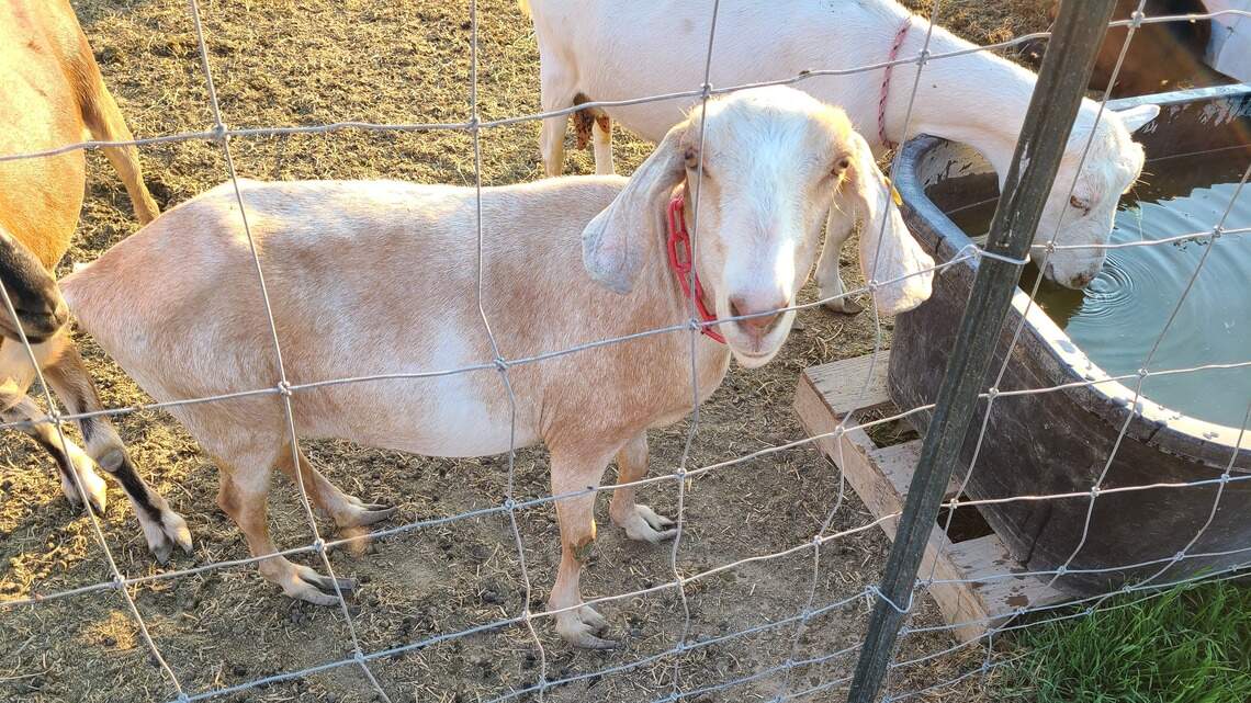 Meridian man barred from owning animals after neglecting hundreds of goats