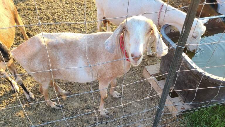 Meridian man barred from owning animals after neglecting hundreds of goats
