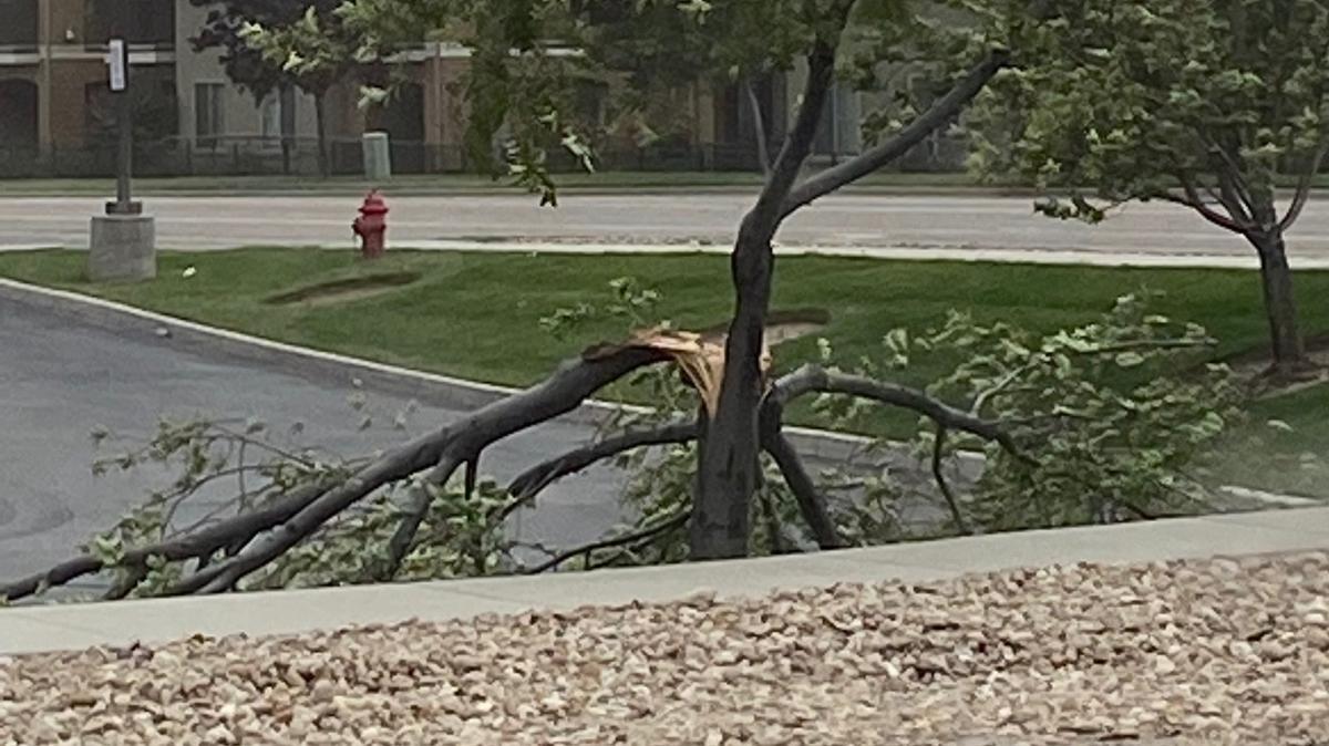 A wind storm in the Treasure Valley splintered this tree in June 2021. Strong winds are common in the Boise area in April, May and June.