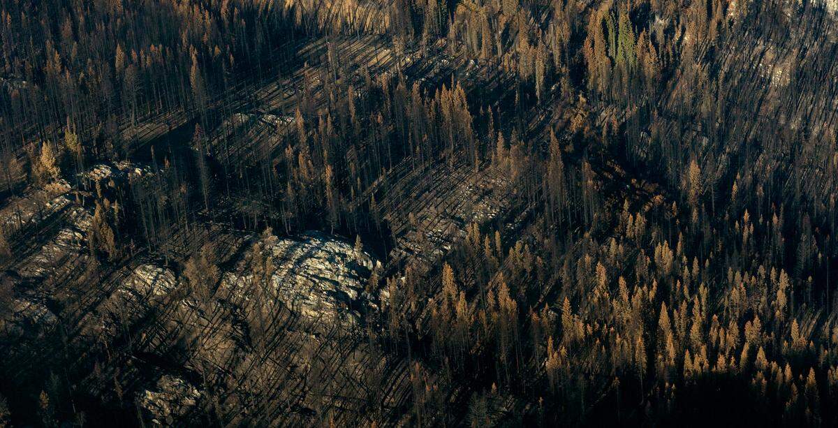 The Four Corners Fire burned the land, trees and vegetation in a mosaic pattern last fall. The wildfire, which was located to the west of Lake Cascade, forced people living in the wildland-urban interface to evacuate their homes.